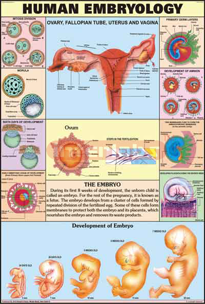 Human Embryology